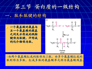 生物化学-蛋白质的一级结构.ppt