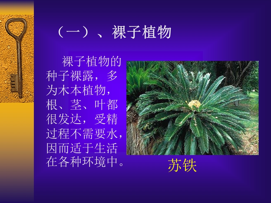 常见的被子植物和裸子植物.ppt_第2页