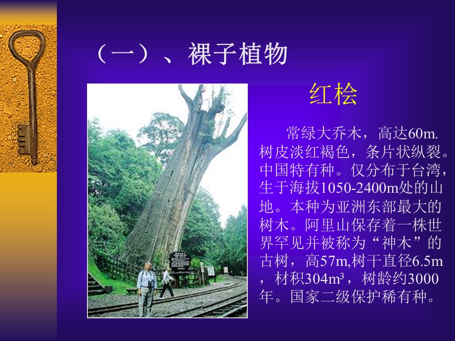 常见的被子植物和裸子植物.ppt_第3页