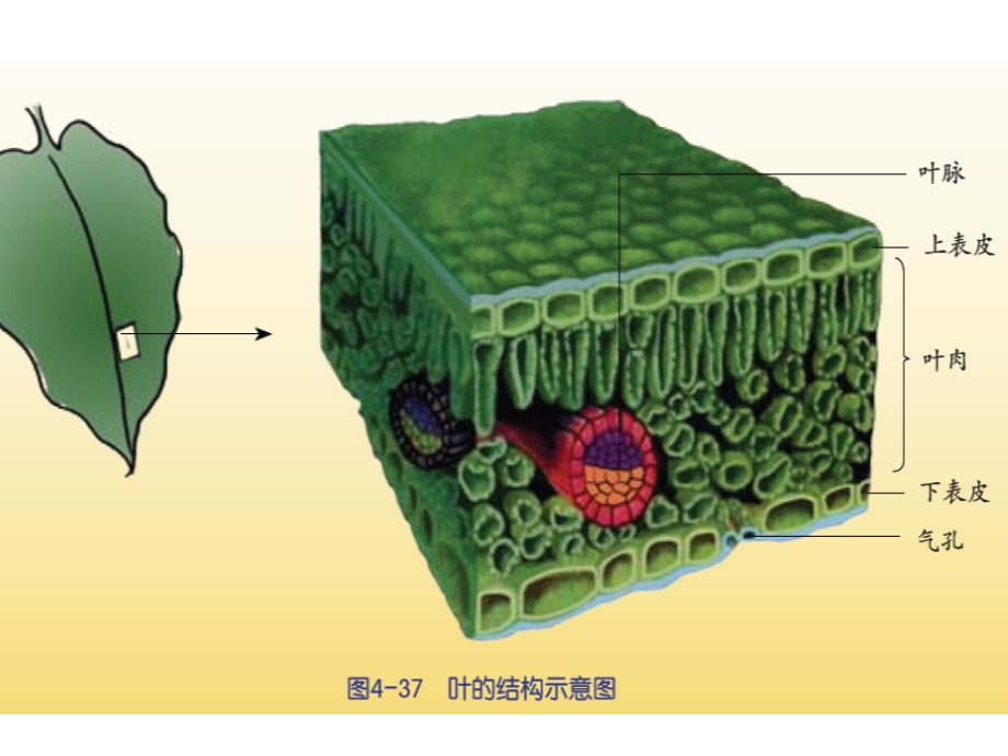 植物的叶与蒸腾作用.ppt_第3页