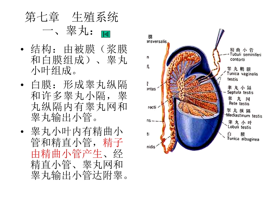 生殖系统组织ppt课件.ppt_第2页