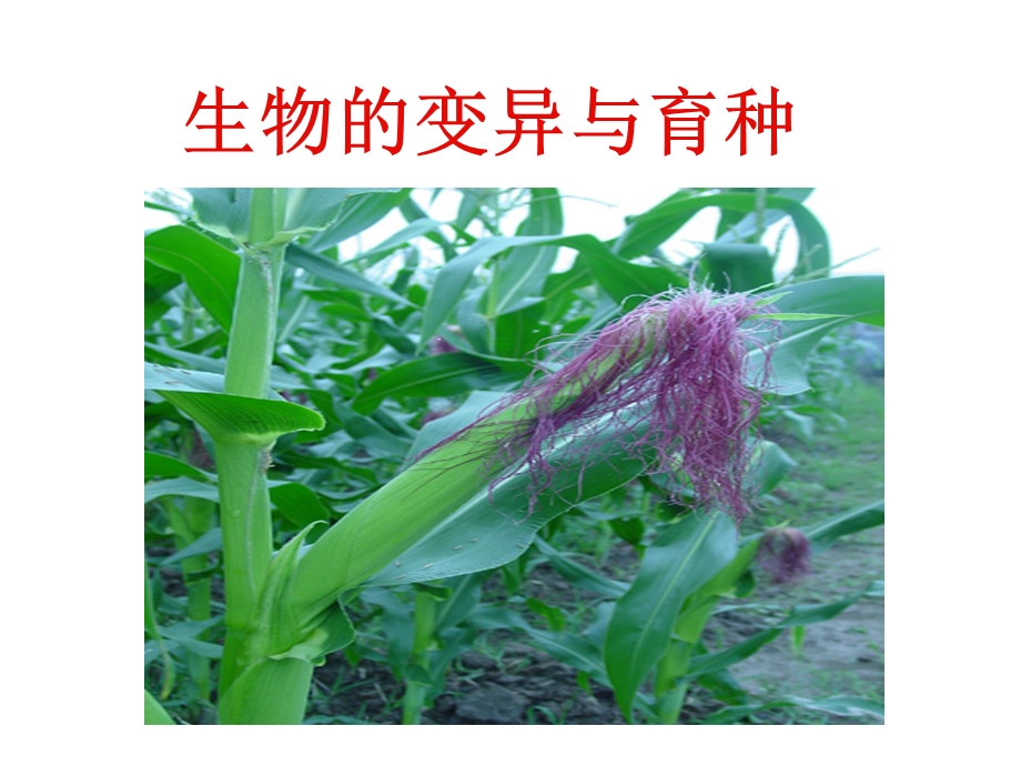 生物的变异与育种.ppt_第1页