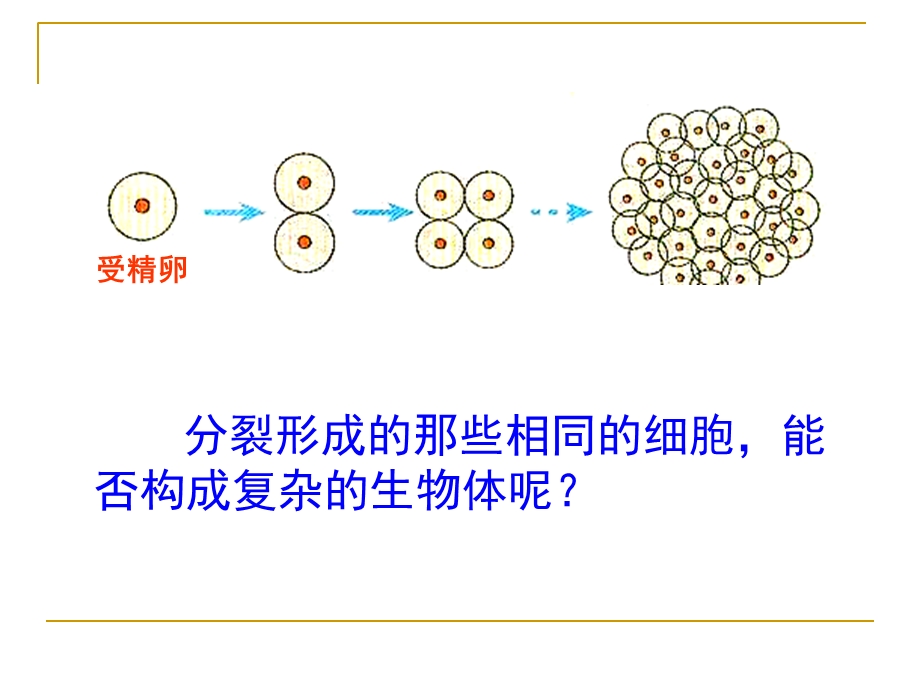 细胞分化形成组织.ppt_第2页