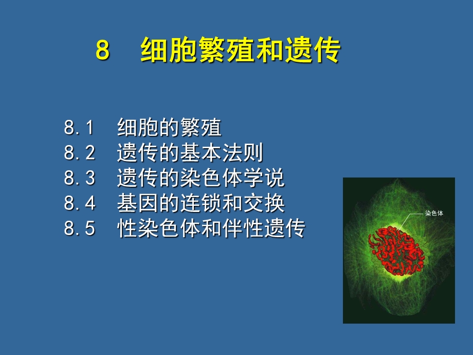 细胞繁殖和遗传.ppt_第1页