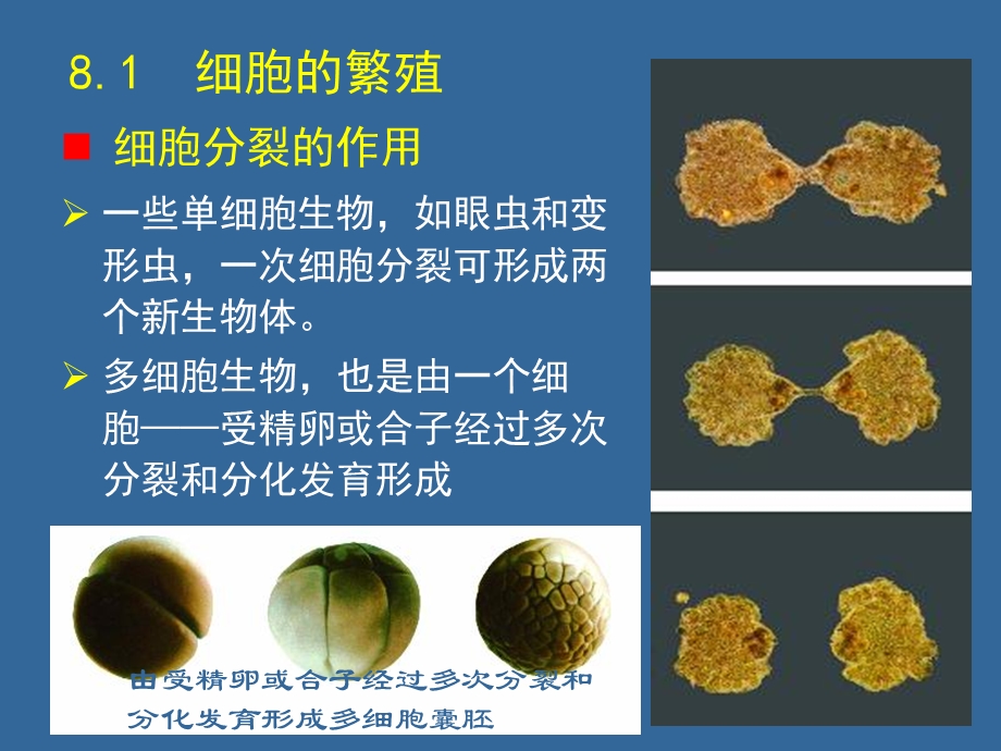 细胞繁殖和遗传.ppt_第3页