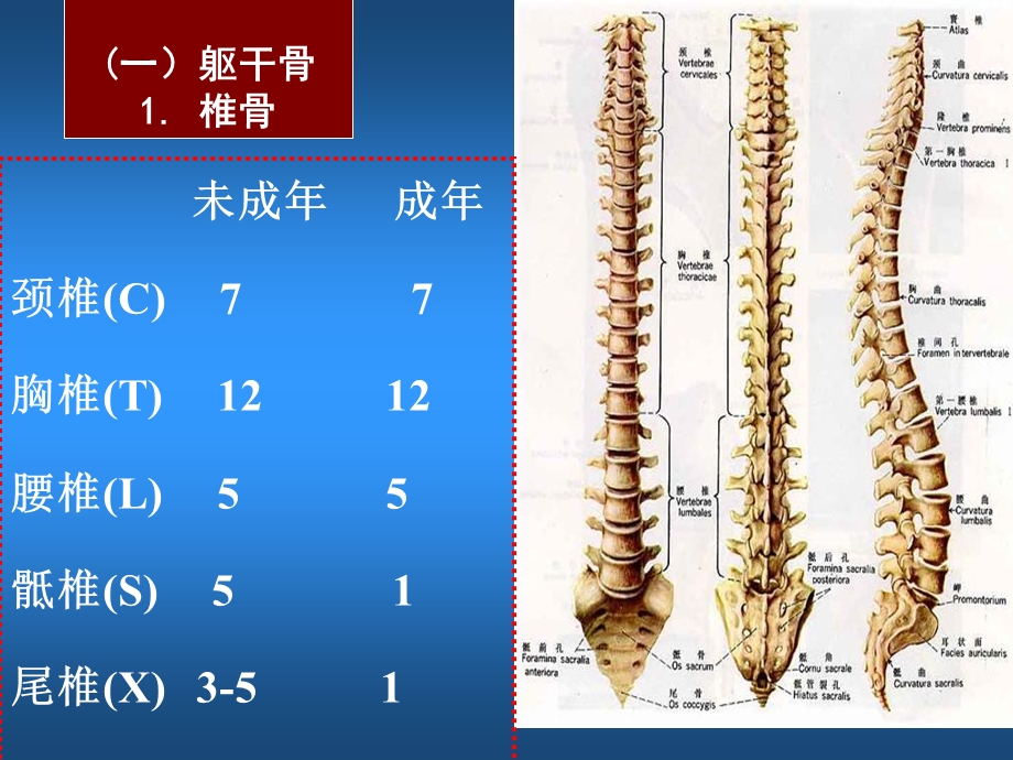 运动解剖学第二章第四节躯干和颅的连接与运动中轴骨.ppt_第2页