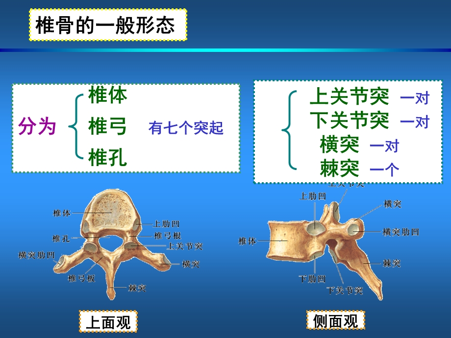 运动解剖学第二章第四节躯干和颅的连接与运动中轴骨.ppt_第3页