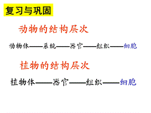 动物的结构层次只有一个细胞的生物体.ppt