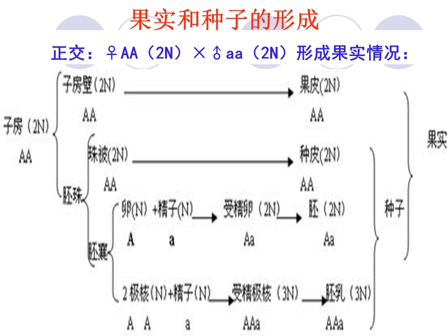 被子植物的胚、胚乳、种皮、果皮的遗传.ppt_第3页