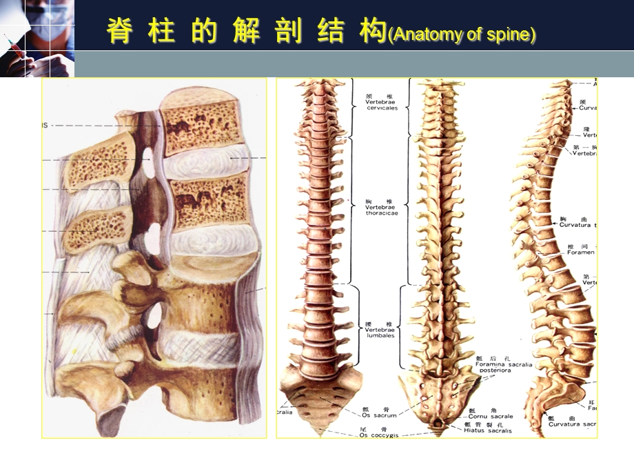 临床诊断学(周蕾)脊柱关节检查.ppt_第3页