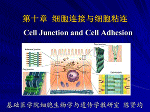 细胞连接与细胞粘连.ppt