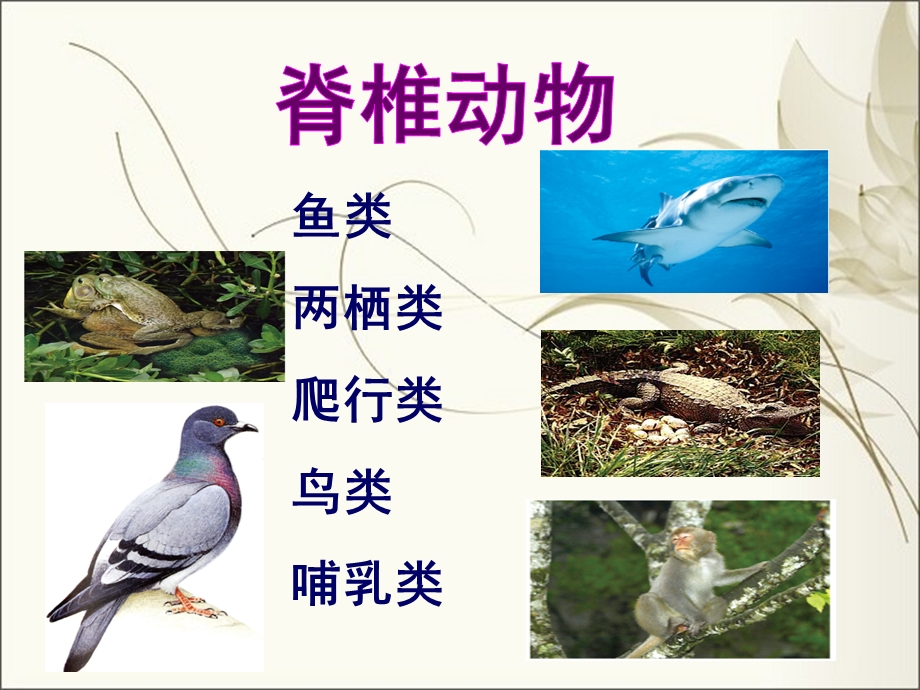 脊椎动物的主要类群.ppt_第2页