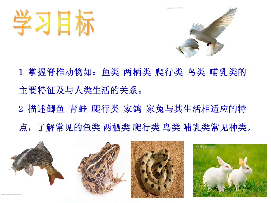 脊椎动物的主要类群.ppt_第3页