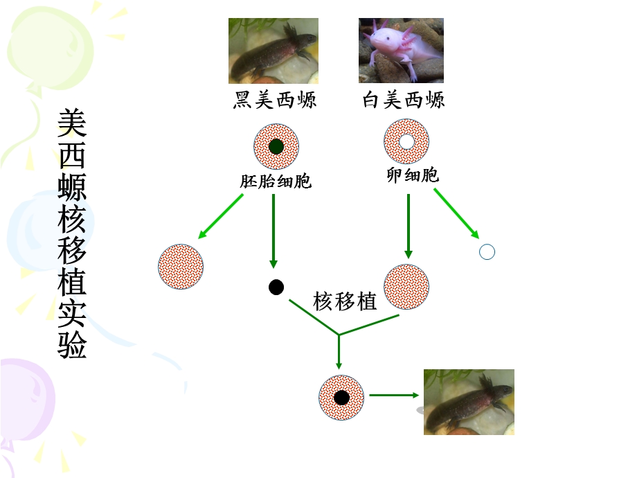 高一生物教学资料细胞核-系统的控制中心.ppt_第2页