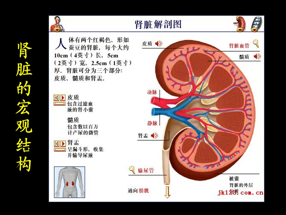 糖尿病肾病的诊断与治疗.ppt_第3页