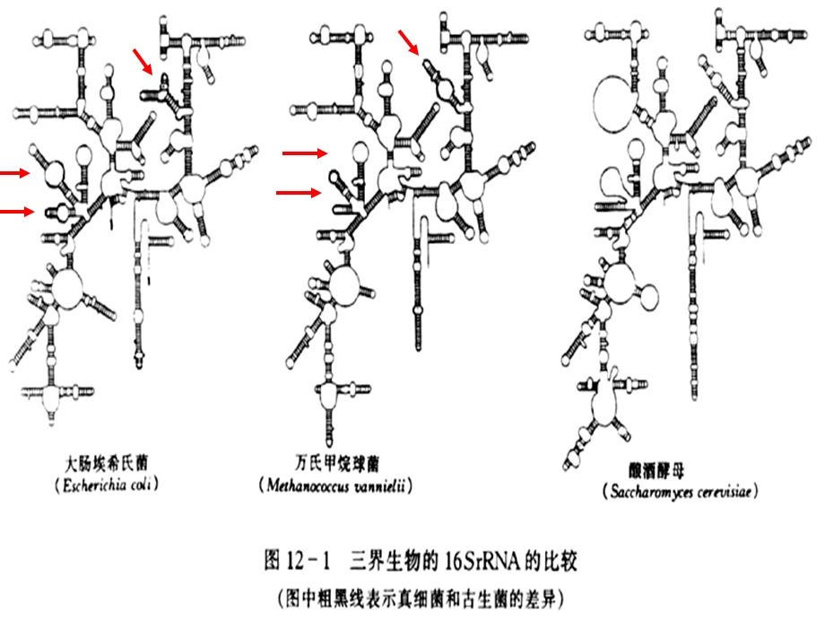 细菌的分类及命名.ppt_第3页