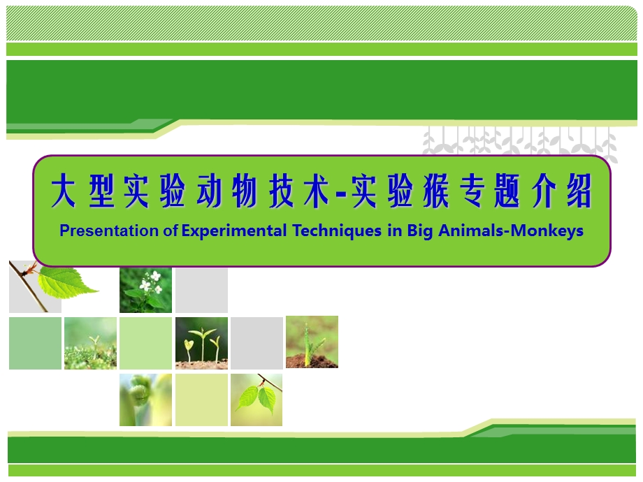 《实验动物与管理教学课件》实验猴生物学特性及应用.ppt_第1页