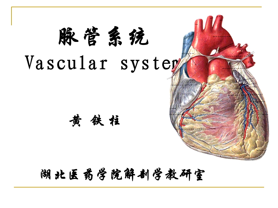 《系统解剖学》教学资料脉管学总论、心.ppt_第1页