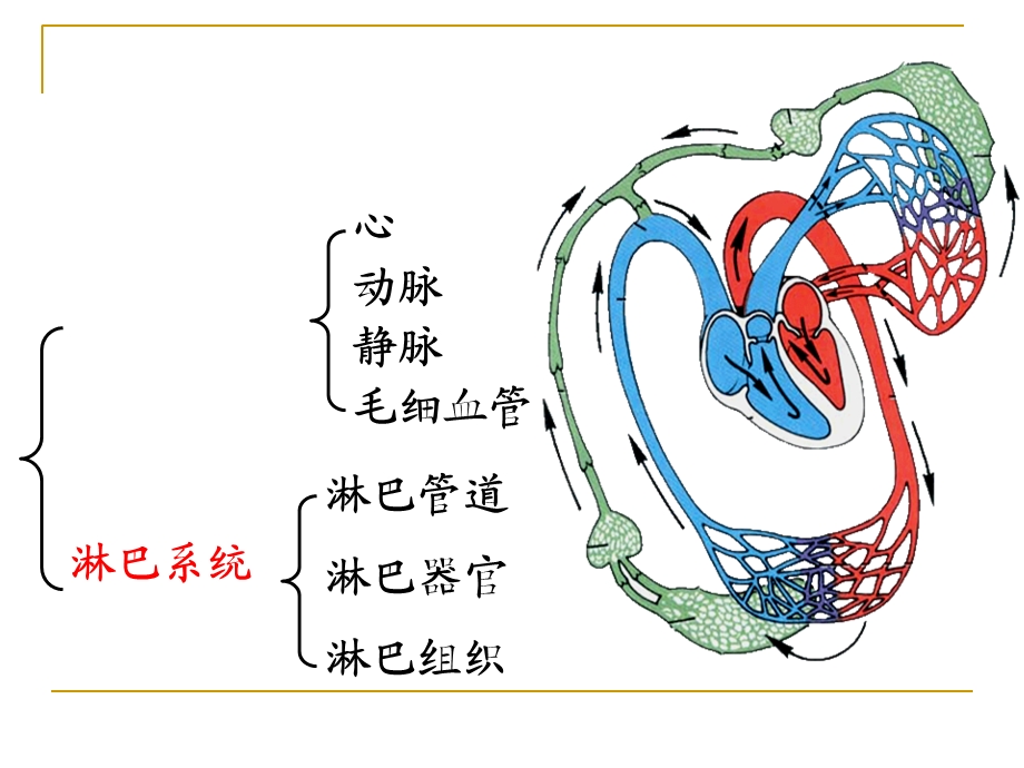 《系统解剖学》教学资料脉管学总论、心.ppt_第3页