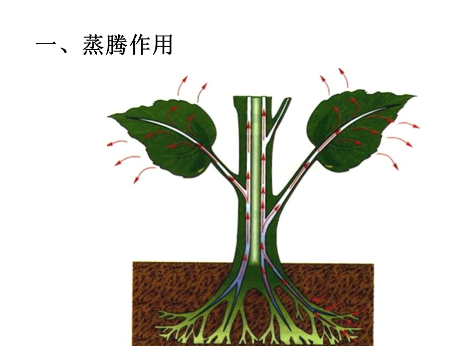 绿色植物的三大作用专题复习.ppt_第2页