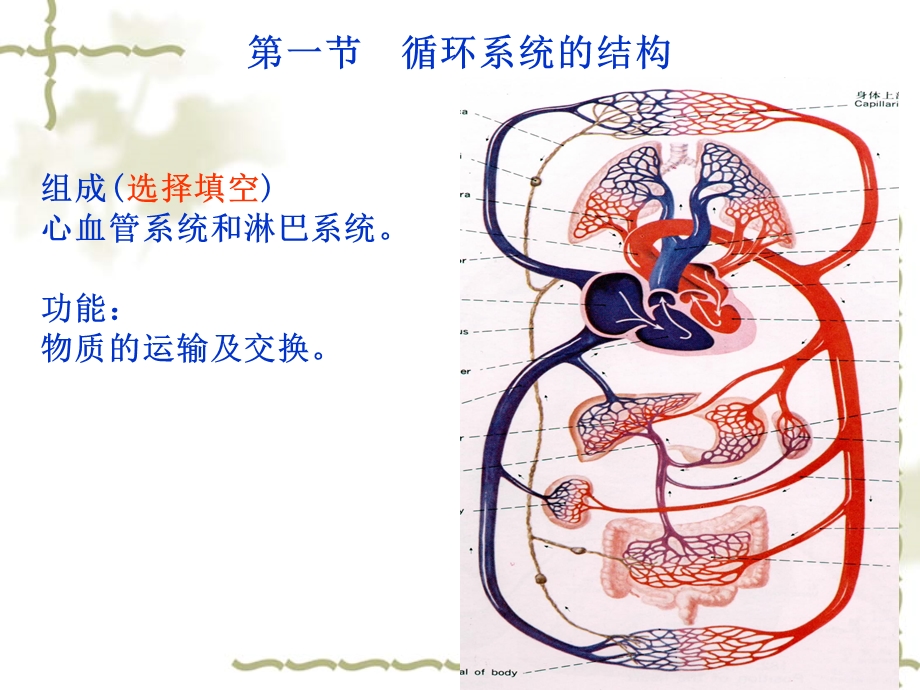 第六章循环系统的结构与功能(解剖生理学).ppt_第2页