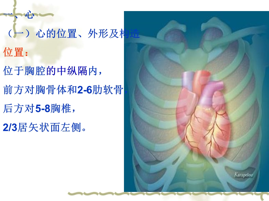 第六章循环系统的结构与功能(解剖生理学).ppt_第3页