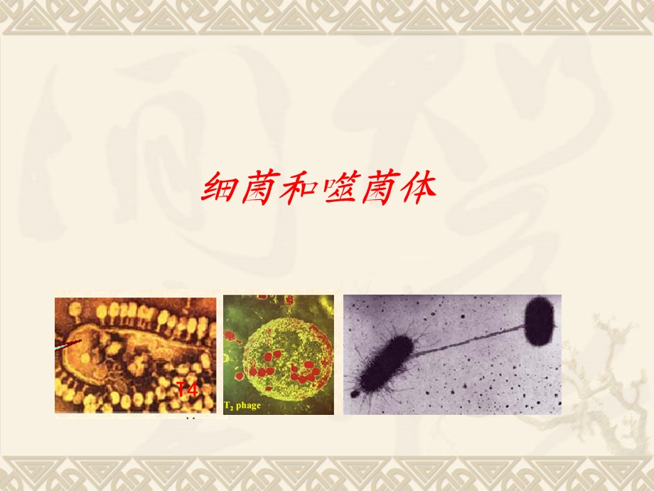 细菌F因子的致育.ppt_第1页