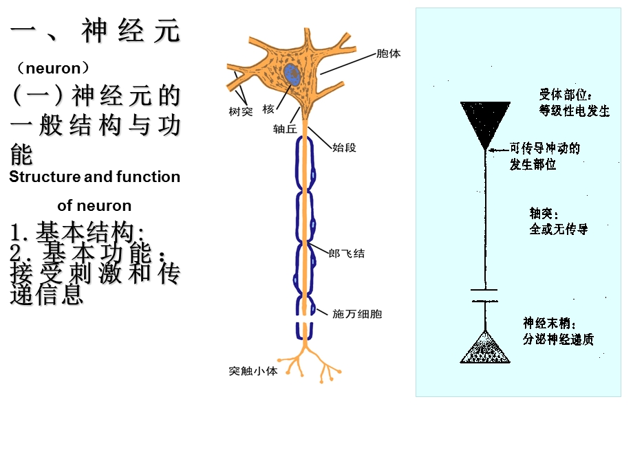 神经系统基本生理功能介绍.ppt_第3页