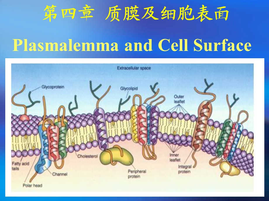 细胞质膜及其表面结构.ppt_第1页