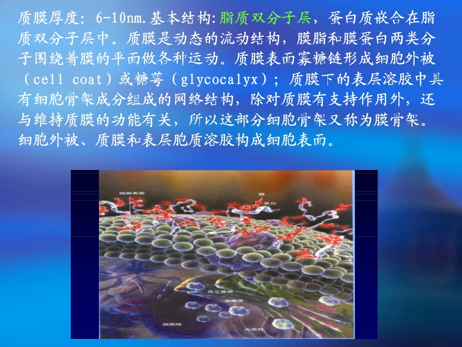 细胞质膜及其表面结构.ppt_第3页