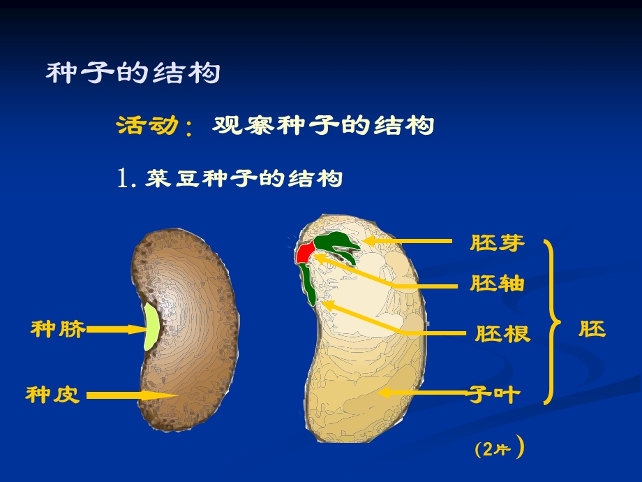 种子萌发形成幼苗.ppt_第3页