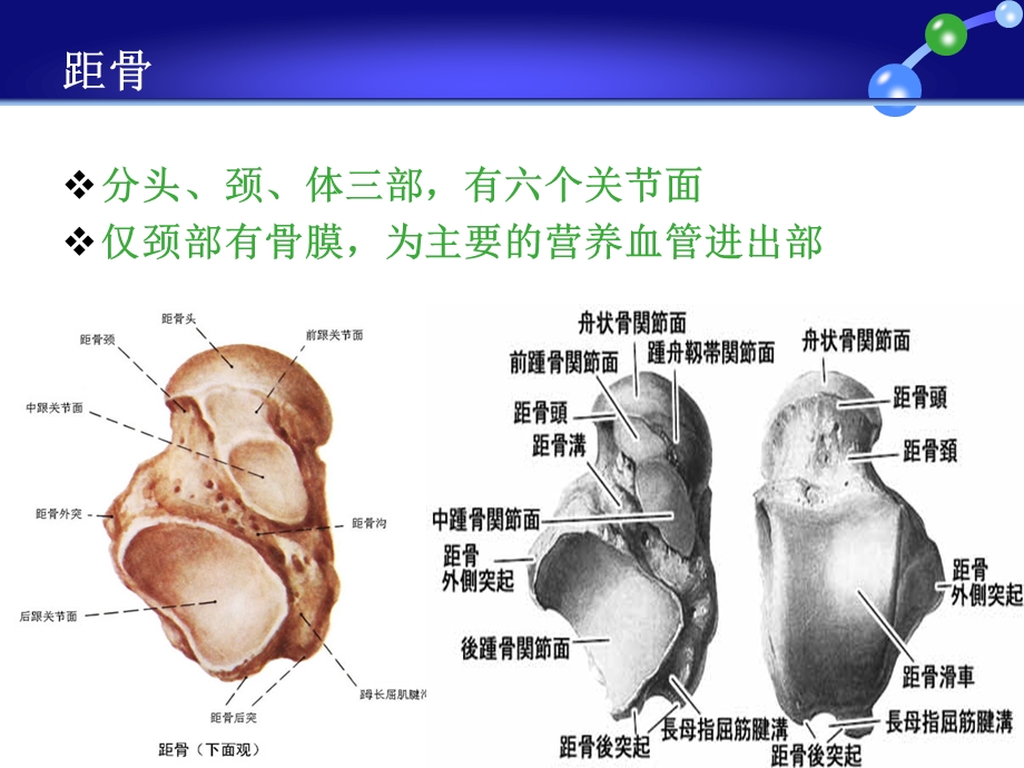 踝关节损伤Lauge-Hansen分型.ppt_第3页