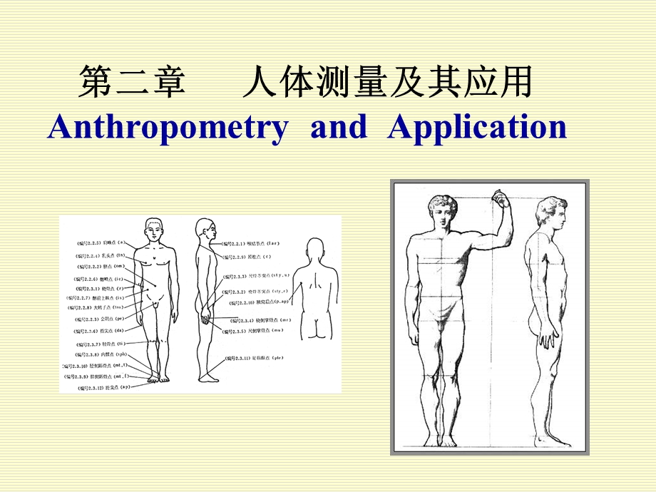 人体测量及其应用.ppt_第1页