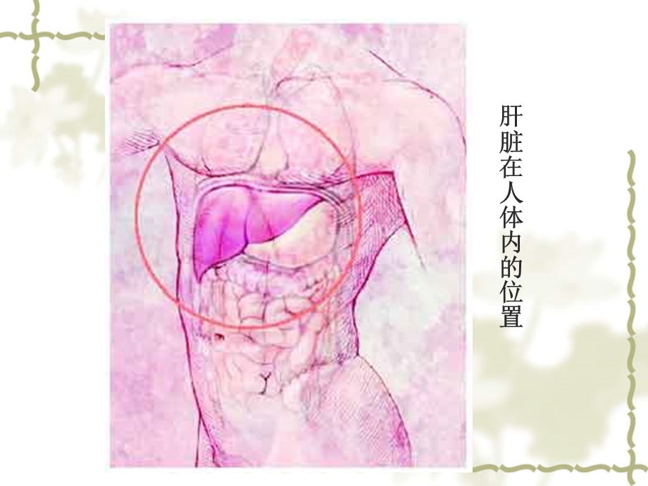 肝胆胰疾病的营养治疗.ppt_第3页