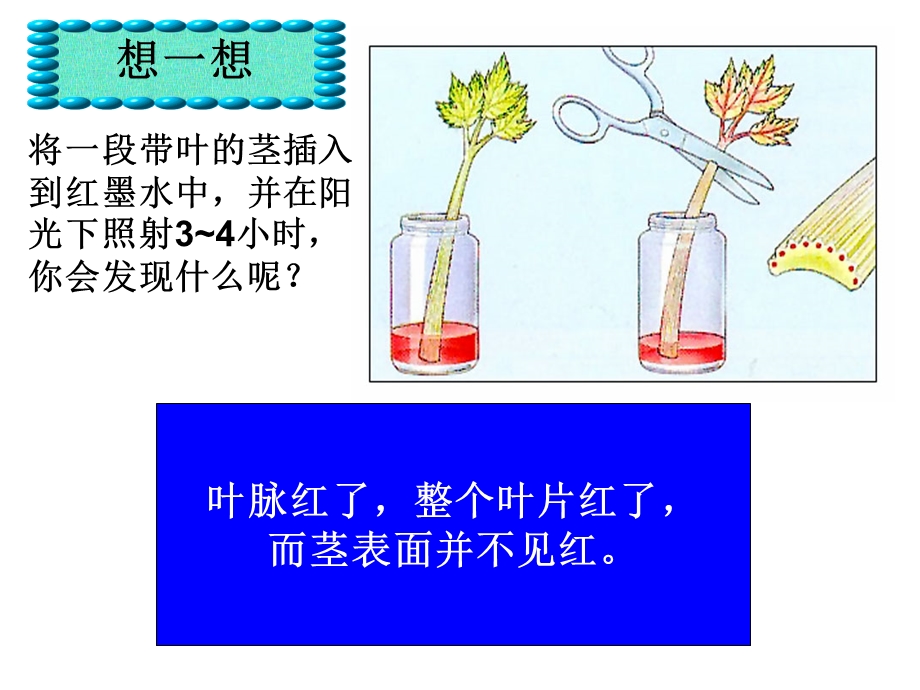 绿色植物的三大生理作用.ppt_第1页