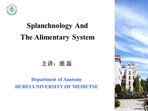 《系统解剖学》教学资料双语庞磊内脏总论消化一.ppt