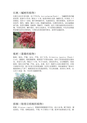 校园花坛植物名牌.doc