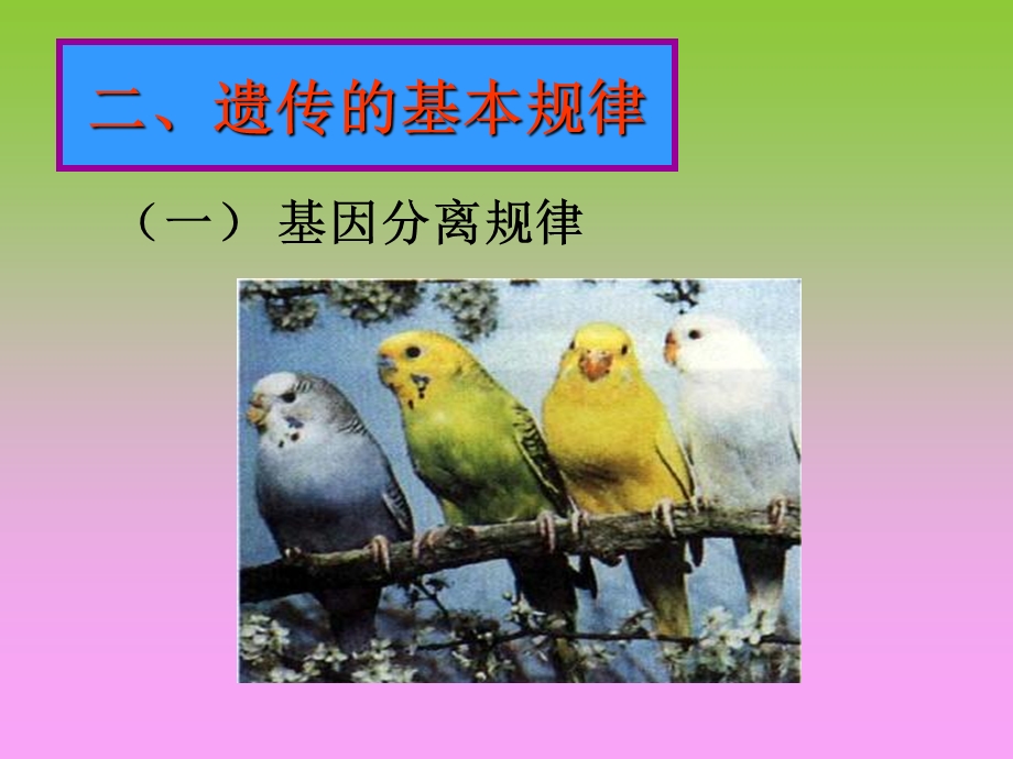 遗传规律(基因的分离规律).ppt_第1页