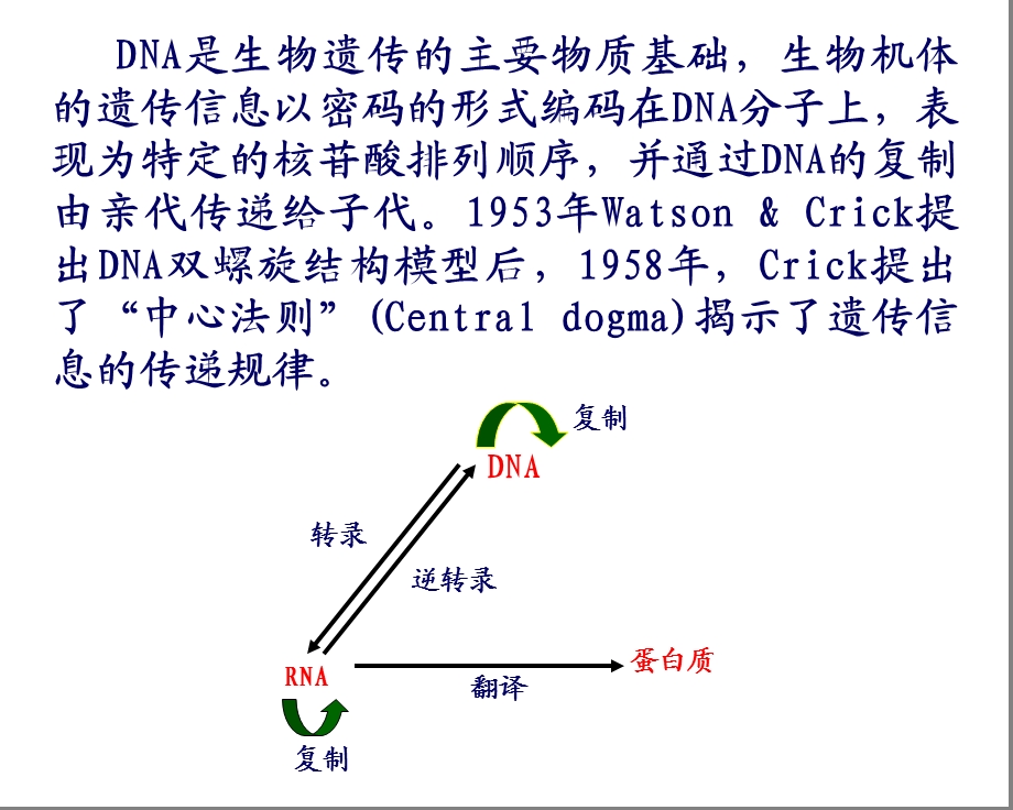 章DNA的复制和修复07.ppt_第2页