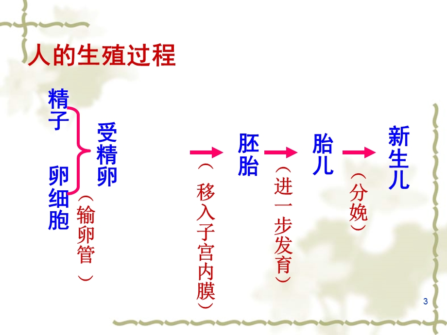 苏教版七下生物复习提纲.ppt_第3页