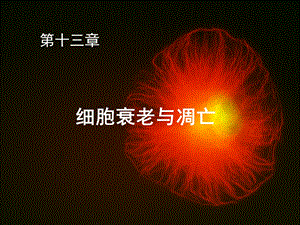 《细胞生物学》130细胞衰老与凋亡.ppt