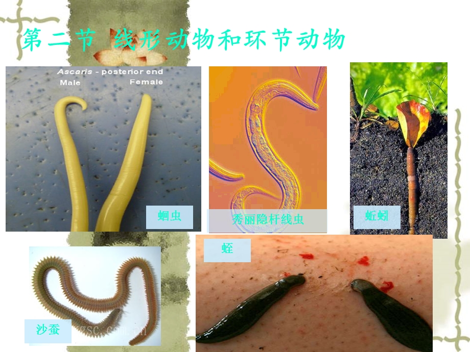 线形动物和环节动物上课用.ppt_第1页