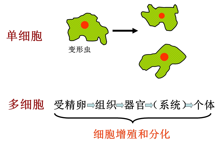 细胞不能无限长大.ppt_第3页