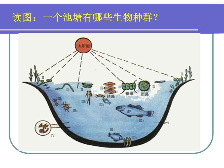 种群与生物群落.ppt_第3页