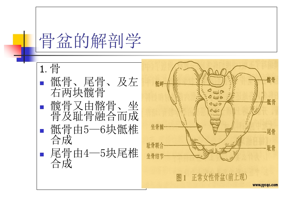 骨盆骨折病人的护理管理.ppt_第2页