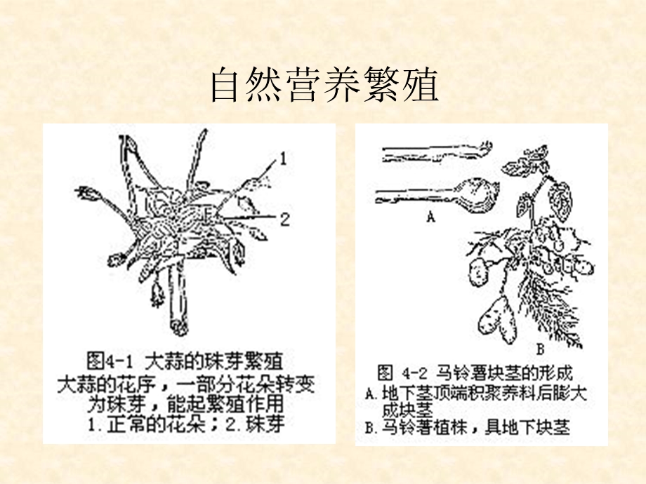 种子植物的繁殖.ppt_第3页