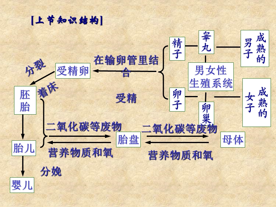 七下3.3走向成熟.ppt_第1页