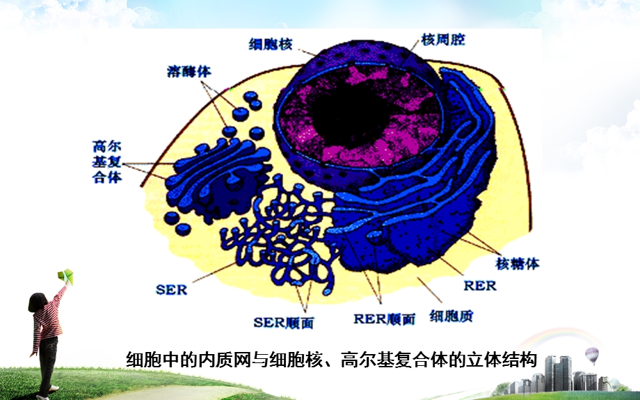 细胞生物学内质网.ppt_第2页