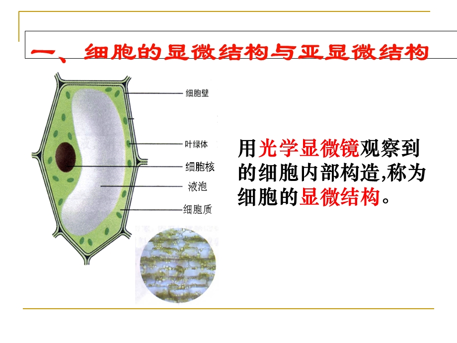 细胞器──系统内的分工合作好的.ppt_第2页