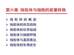 线粒体与细胞的能量转换.ppt